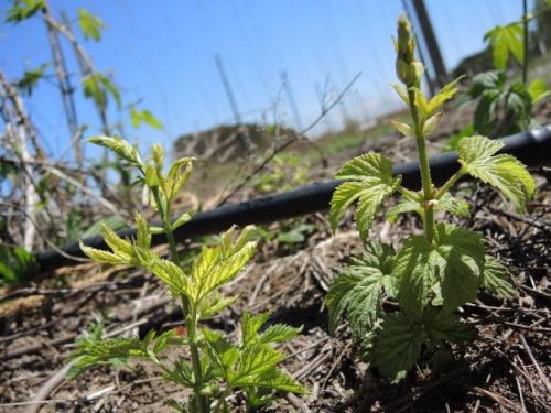 Hop glyphosate injury